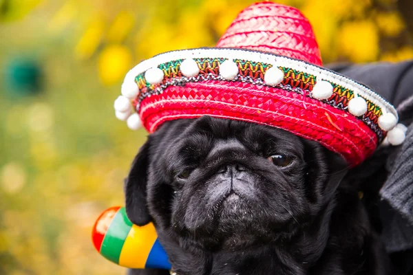 Dog Mops. Dog dressed as a Mexican. hat sombrero