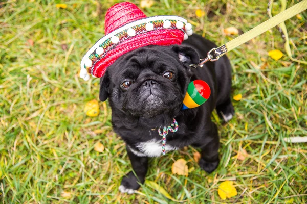 Dog Mops. Dog dressed as a Mexican. hat sombrero