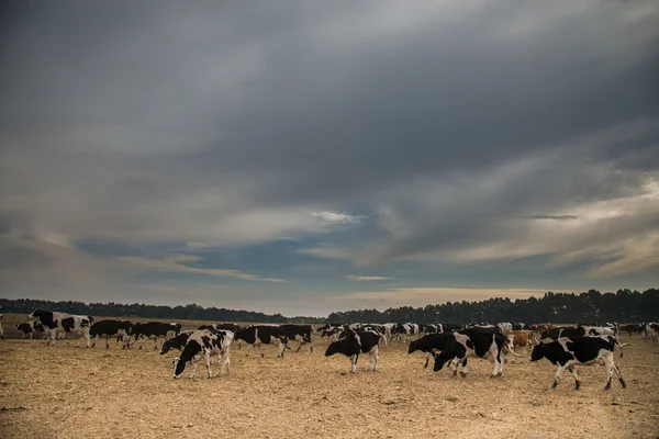Cow farm. Cows graze in the field