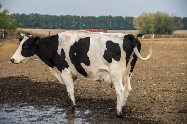 Cow farm. Cows graze in the field