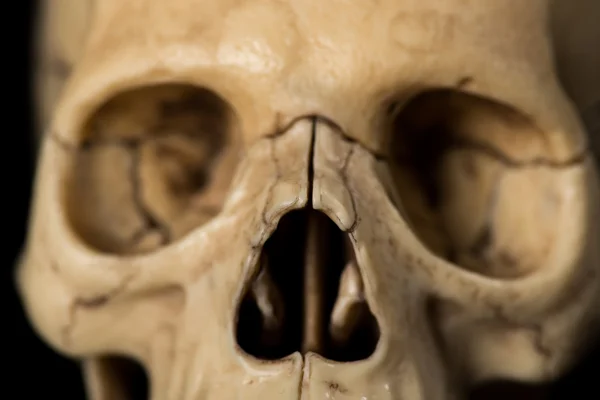 Human skull. jaw