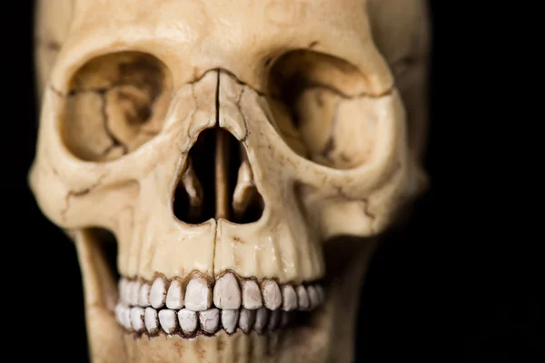Human skull. jaw