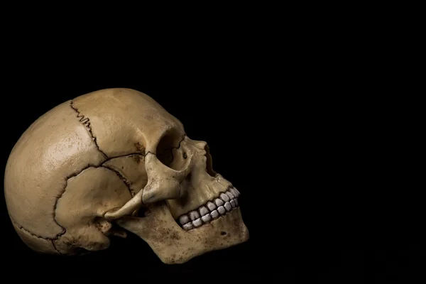 Human skull. jaw