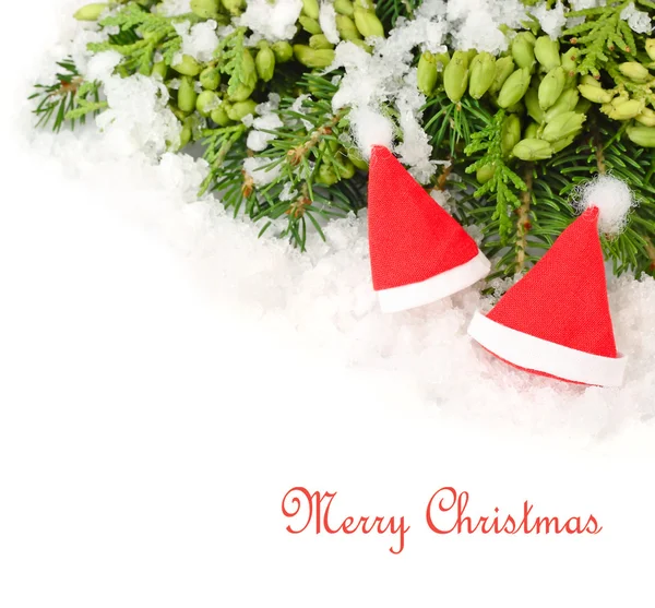 Two red Christmas caps on branches of a Christmas tree and other coniferous plants on a white background. A Christmas background with a place for the text.