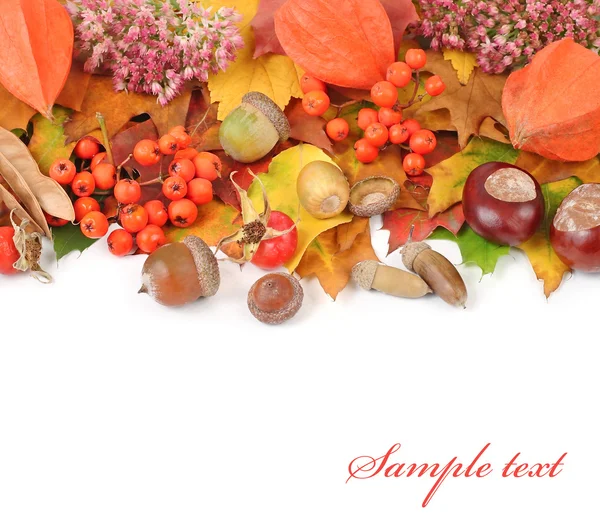 Autumn background with leaves, chestnuts and a mountain ash with a place for the text. Autumn composition on a white background.