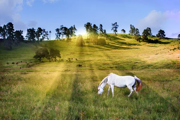 White horse feeding at meadow
