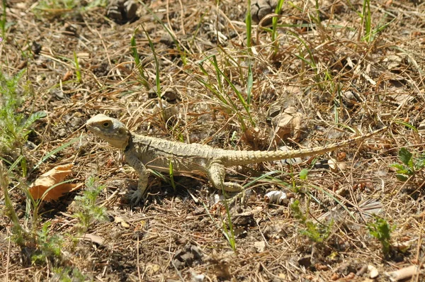 Lizard basking in the sun. Cold-blooded reptile. Skin covered with scales.