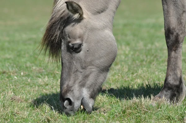 Tarpan horse. Extinct mammal species. Animal breeding. Grazing horse