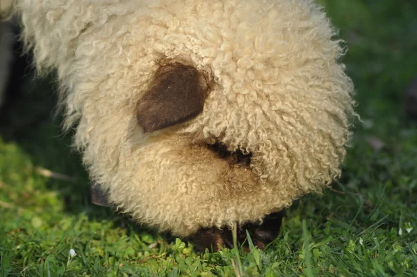 Sheep, the grass-eating animal kind. Curly wool. Breeding and grazing on pasture.