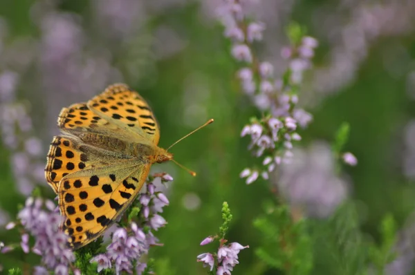 Dark green fritillary butterfly sitting on the heather in the forest. Insect with orange wings with black spots