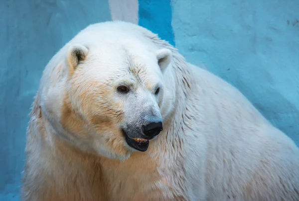 Closeup portrait of an old polar bear