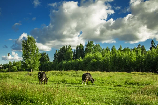 Cows grazing on a green meadow.
