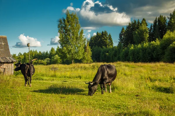 Cows grazing on a green meadow.