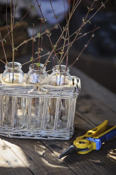 Basket with first spring sprigs in garden on wooden table