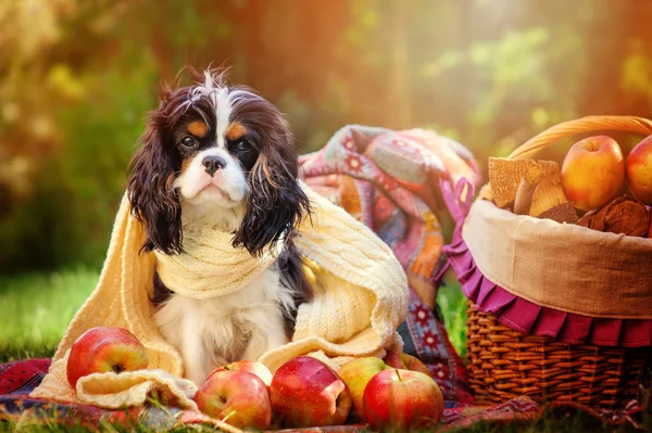 Funny tricolor cavalier king charles spaniel dog sitting in sunny autumn garden in white knitted scarf with apples and basket