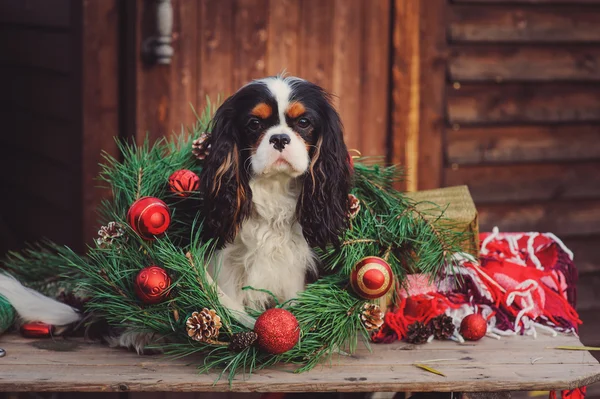 Spaniel dog celebrating christmas