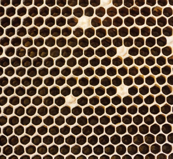 Honeycombs Filled With Honey Closeup