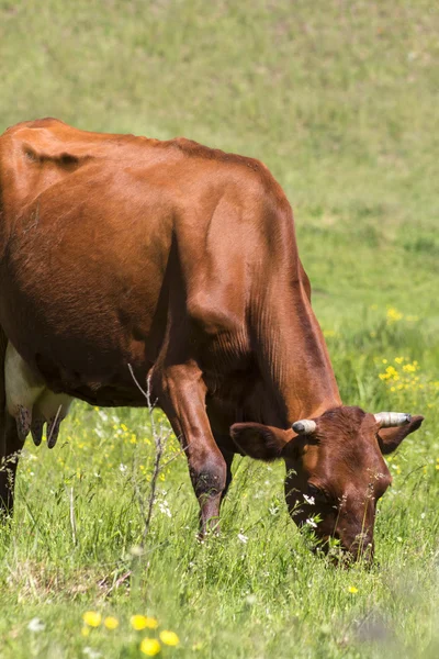 Livestock in the pasture. Photo of a cow in the field