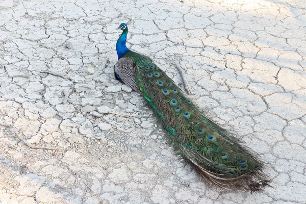 Peacock lying on cracked earth