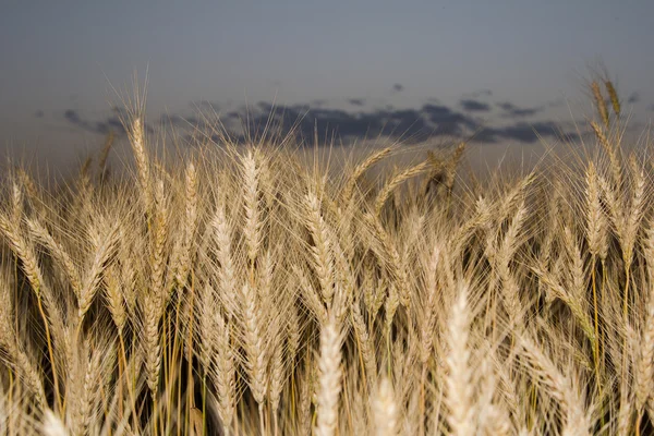 Ears of golden wheat on the field close up. Beautiful Nature Sunset Landscape. Rural Scenery under Shining Sunlight. Rich harvest Concept