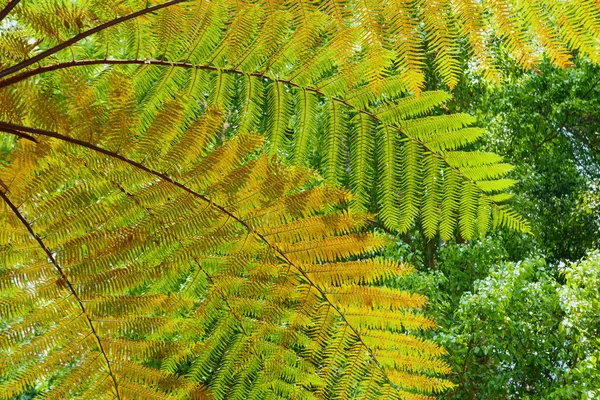Background of the tree fern leaves