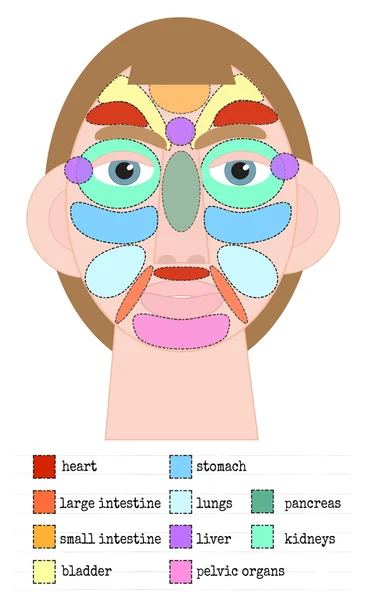 Acupuncture areas on the face