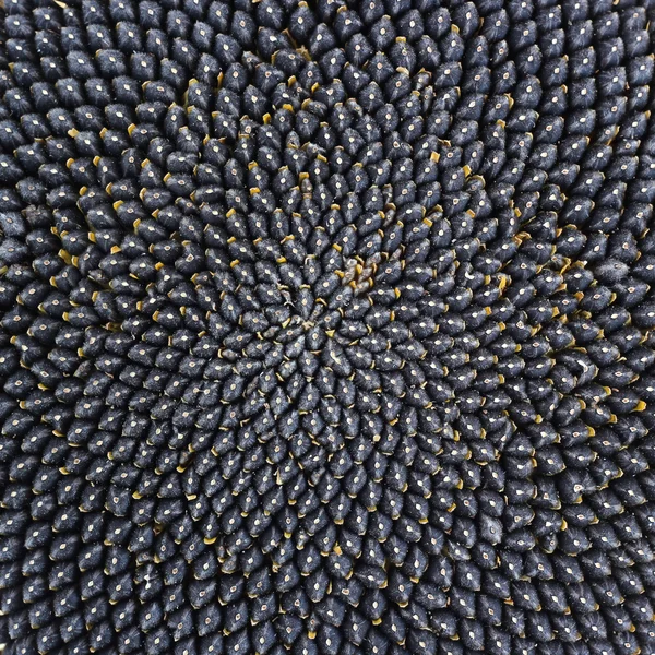 Flower sunflower with sunflower seeds, close up.