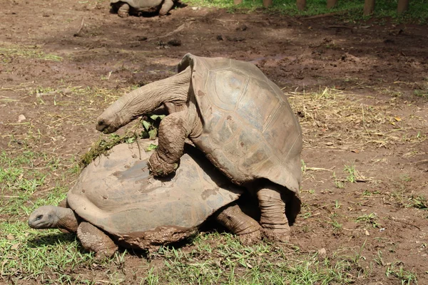 Giant Tortoises mating