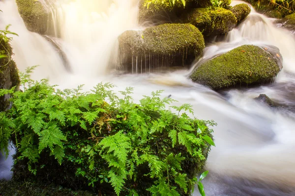 Soft waterfall with green plant  on the rock rainy season,Mun Da
