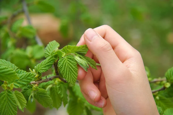 Woman hand touching green hazel leaves