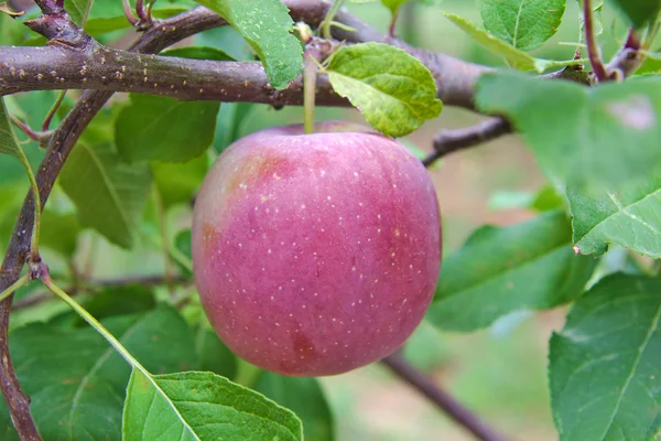 Fuji apple hanging on the branch