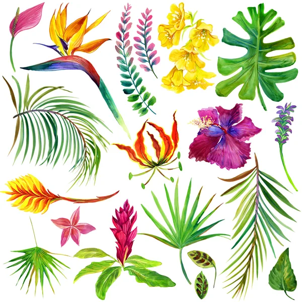 Tropical leaves and exotic flower.