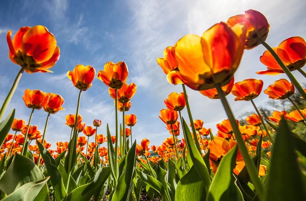 Flowers tulips ,blue sky,ntyulpany