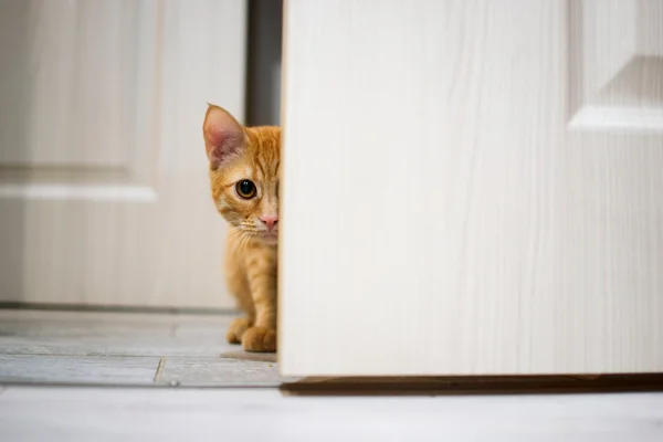 Red cat peeking out from behind the door