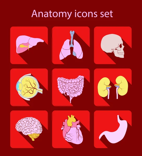 Anatomy icons set