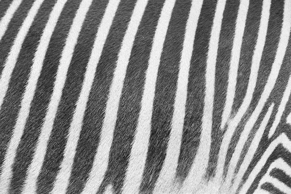 Abstract zebra texture background