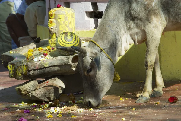Holy cow looks for food in downtown Orchha, India.