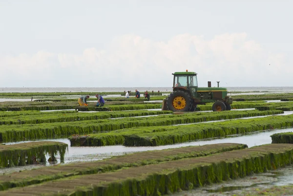 Farmers work at oyster farm at low tide in Grandcamp-Maisy, France.