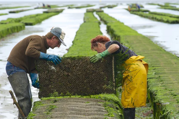 Farmers work at oyster farm at low tide in Grandcamp-Maisy, France.