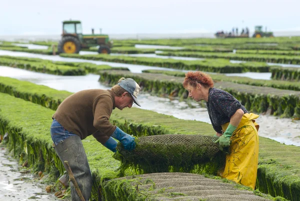 Farmers work at oyster farm at low tide in Grandcamp-Maisy, France.
