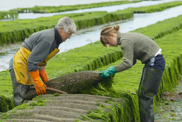 Farmers work at oyster farm at low tide in Grandcamp-Maisy, France.