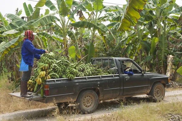 People harvest bananas at the plantation in Chumphon, Thailand.