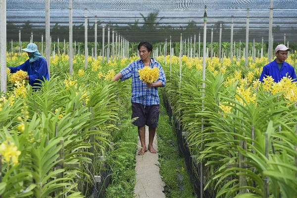 People work at the orchid farm in Samut Songkram, Thailand.