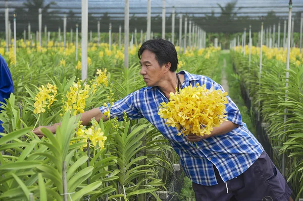 Man works at the orchid farm in Samut Songkram, Thailand.