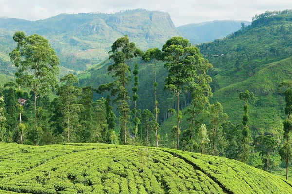 View to the tea plantation near Kandy, Sri Lanka.