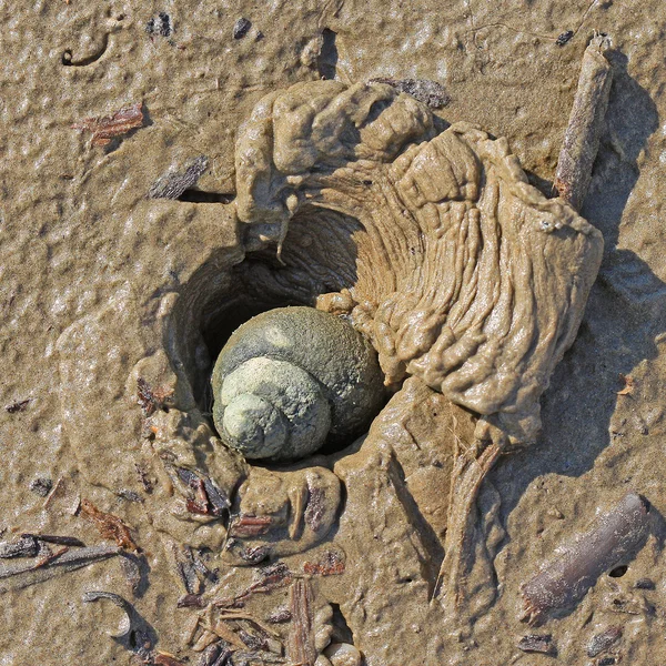 A clam living in Siberia Marsh luzhanka ( Viviparus contectus )