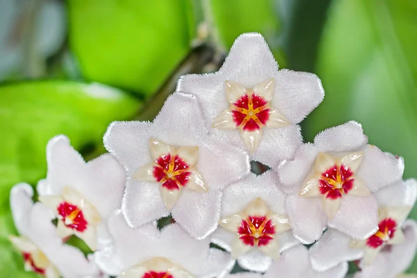 The curling bush with a flower (Latin Hoya carnosa)