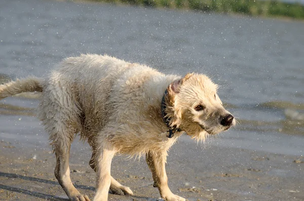 Golden retriever labrador dog shaking water off his body on beac