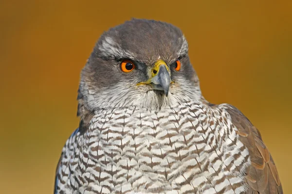 Northern goshawk bird