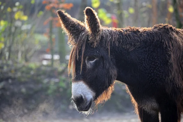 Poitou Donkey head